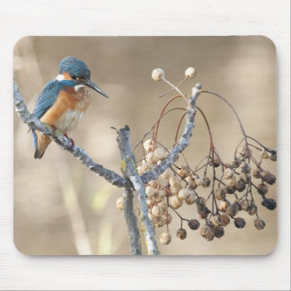 Kingfisher in Hula Reserve Muismat