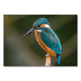 Kingfisher Kaart