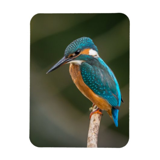 KIngfisher Magneet (Verticaal)