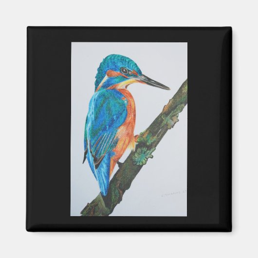 Kingfisher Magnet (Devant)
