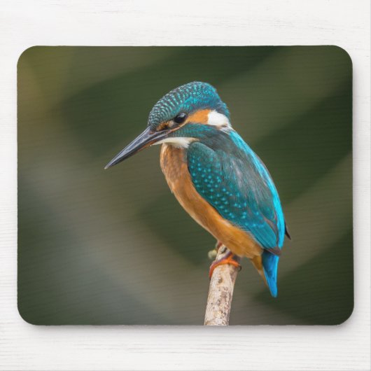 KIngfisher Muismat (Voorkant)
