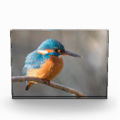 Kingfisher Natuur Foto (Voorkant)