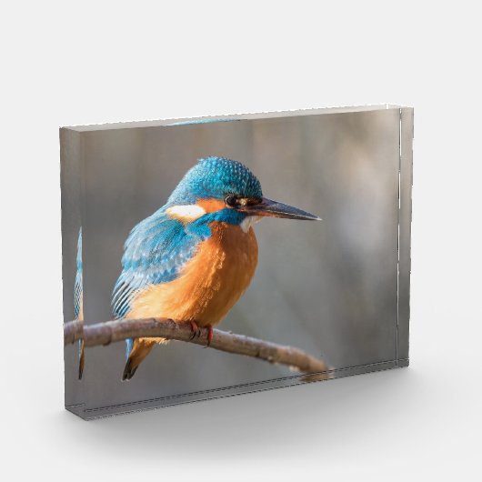 Kingfisher Natuur Foto (Links)