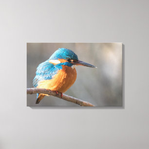 Kingfisher Natuur Foto Canvas Afdruk