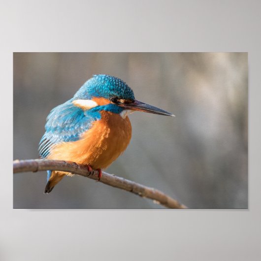 Kingfisher Natuur Foto Poster (Voorkant)