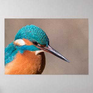 Kingfisher Natuur Foto Poster