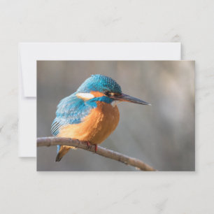 Kingfisher Natuur Fotokaart
