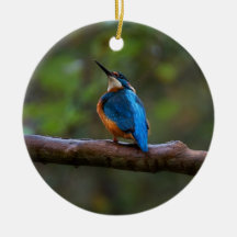 Kingfisher op een filiaal