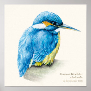 Kingfisher Ornithologie fijne, vierkante gedrukte Poster