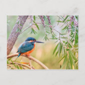 Kingfisher Perched op Branch Briefkaart (Voorkant)