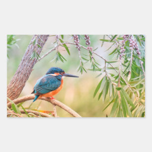 Kingfisher Perched op Branch Rechthoekige Sticker