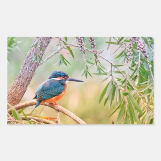 Kingfisher Perched op Branch Rechthoekige Sticker (Voorkant)