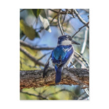 KINGFISHER PLRAL QUEENSLAND AUSTRALIË