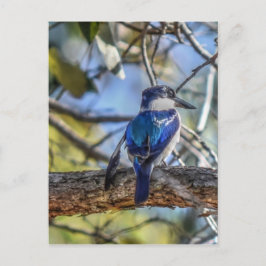 KINGFISHER PLRAL QUEENSLAND AUSTRALIË BRIEFKAART