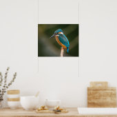 KIngfisher Poster (Keuken)