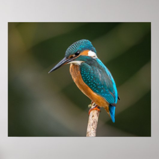 KIngfisher Poster (Voorkant)