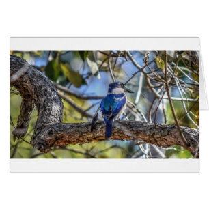 KINGFISHER RURAL QUEENSLAND AUSTRALIE