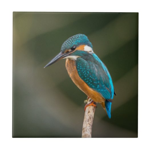 Kingfisher Tegeltje (Voorkant)