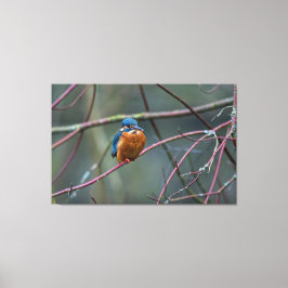 Kingfisher v2 canvas afdruk