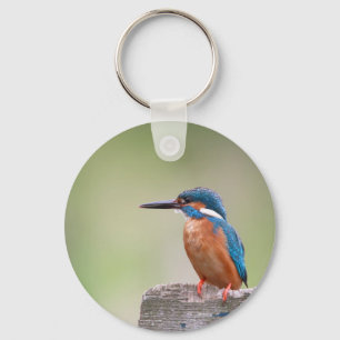 Kingfisher vogel. sleutelhanger
