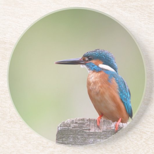 Kingfisher vogel. zandsteen onderzetter (Voorkant)