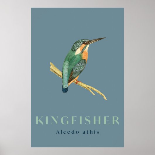 Kingfisher-vogelvintage-poster Poster (Voorkant)
