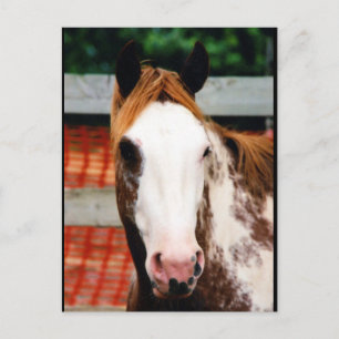 Kings Fancy Girl Briefkaart