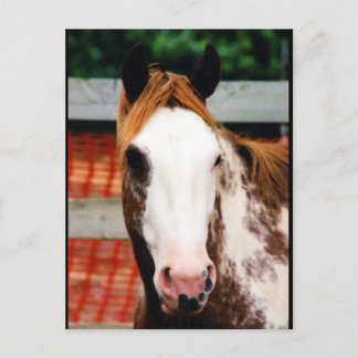 Kings Fancy Girl Briefkaart