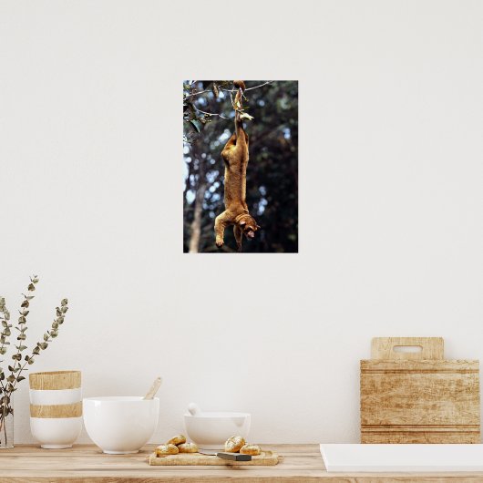 Kinkajou (Potos flavus) Poster (Keuken)