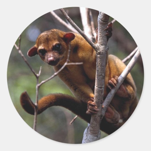 Kinkajou (Potos flavus) Ronde Sticker (Voorkant)