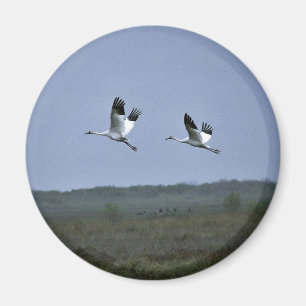 Kinkhijskranen bij Aransas National Wildlife Refug Magneet