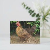 Kip Briefkaart (Staand voorkant)