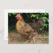 Kip Briefkaart (Voorkant / Achterkant)