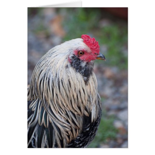 Kip dicht en persoonlijk op! (Voorkant)