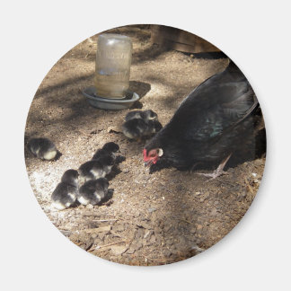 Kip en Baby kuikens magneet