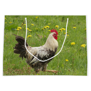 kip, haan, dier, vogel, boerderij, landbouw, groot cadeauzakje