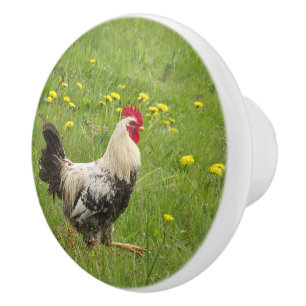 kip, haan, dier, vogel, boerderij, landbouw, keramische knop