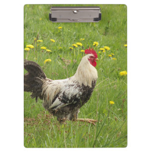 kip, haan, dier, vogel, boerderij, landbouw, klembord