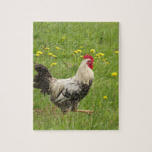 kip, haan, dier, vogel, boerderij, landbouw, legpuzzel