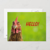Kip - het Briefkaart van het Hallo (Voorkant / Achterkant)