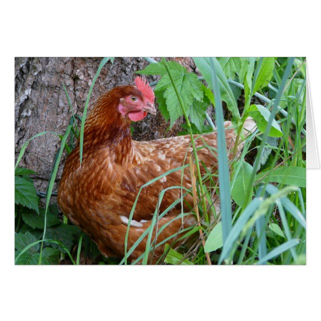 Kip in de gras (Voorkant Horizontaal)