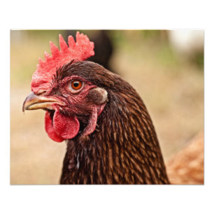 Kip kop! foto afdruk