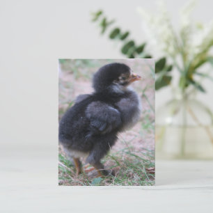 kip, kuikens, kippen, kuiken, dier, vogel, briefkaart