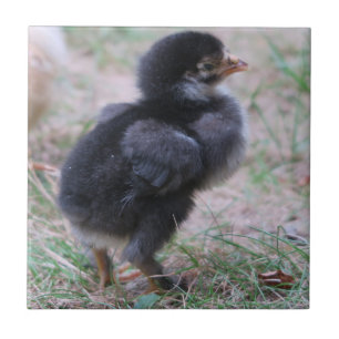 kip, kuikens, kippen, kuiken, dier, vogel, tegeltje