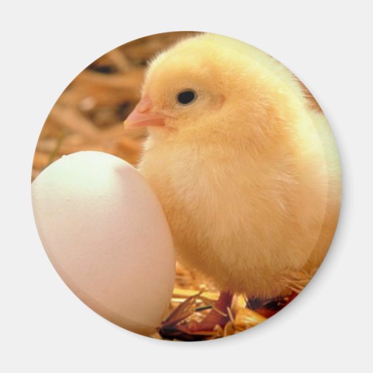 kip magneet (Voorkant)