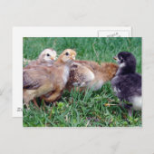 Kippen Briefkaart (Voorkant / Achterkant)