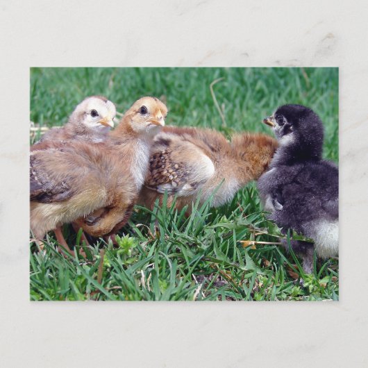 Kippen Briefkaart (Voorkant)