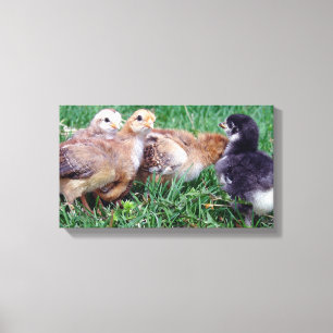 Kippen Canvas Afdruk