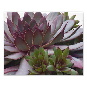 kippen en kippen foto afdruk