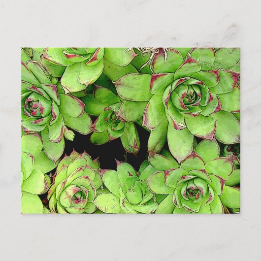 Kippen en Kippen Post Kaart (Voorkant)